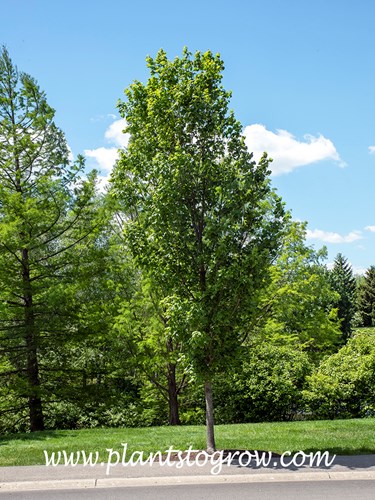 Belle Tower Sugar Maple (Acer saccharum Rebra)
A tall narrow form of Sugar Maple.